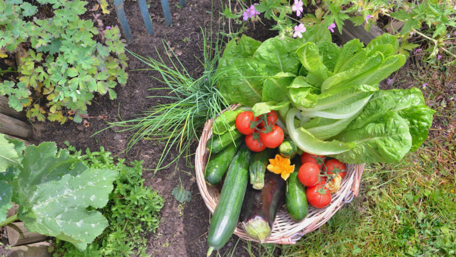 Cum să cultivi legume în propria ta grădină