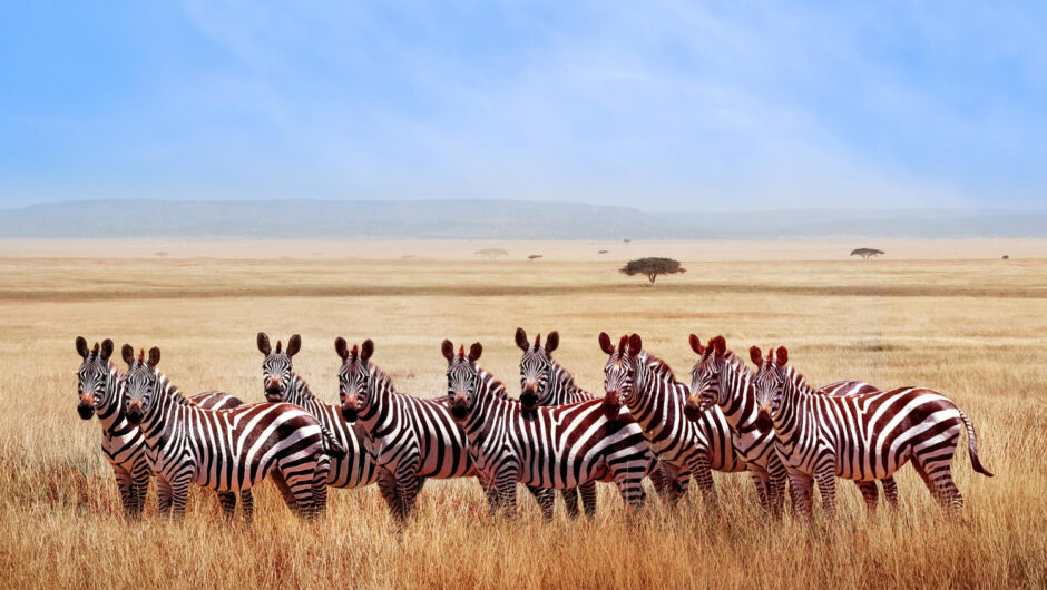 Safari în Africa: ghidul tău pentru o aventură de neuitat