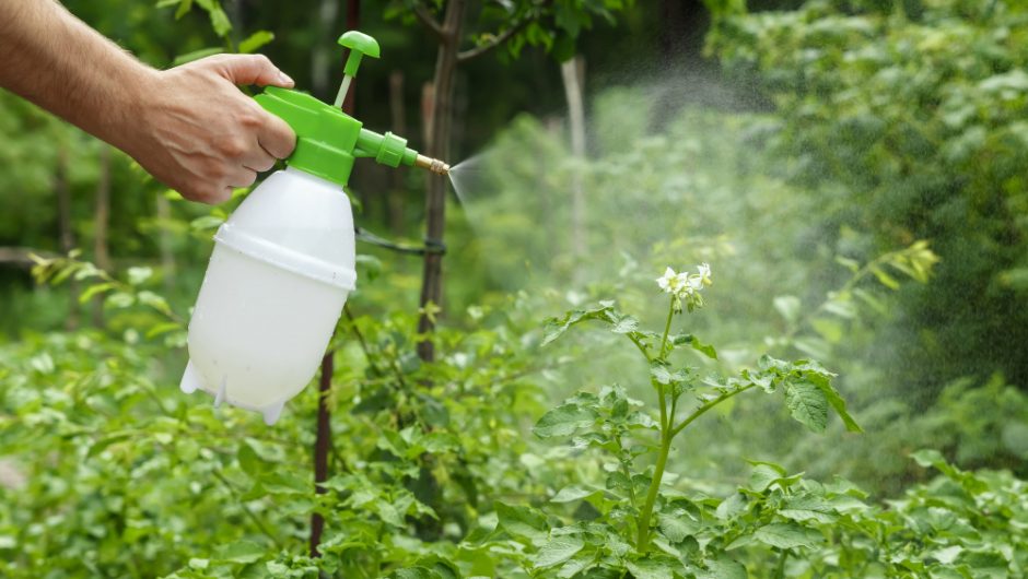 Metode naturale de combatere a dăunătorilor din grădină