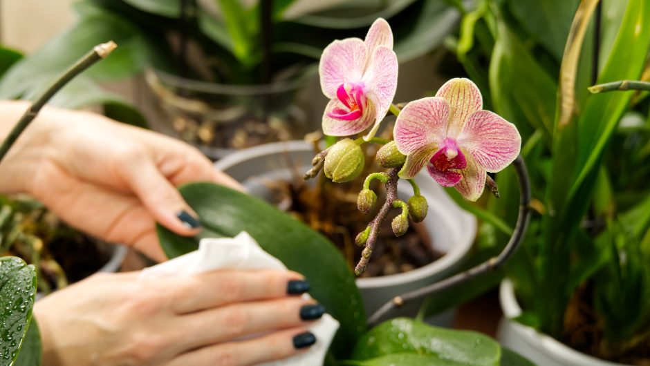 Ghidul începătorului pentru îngrijirea orhideelor
