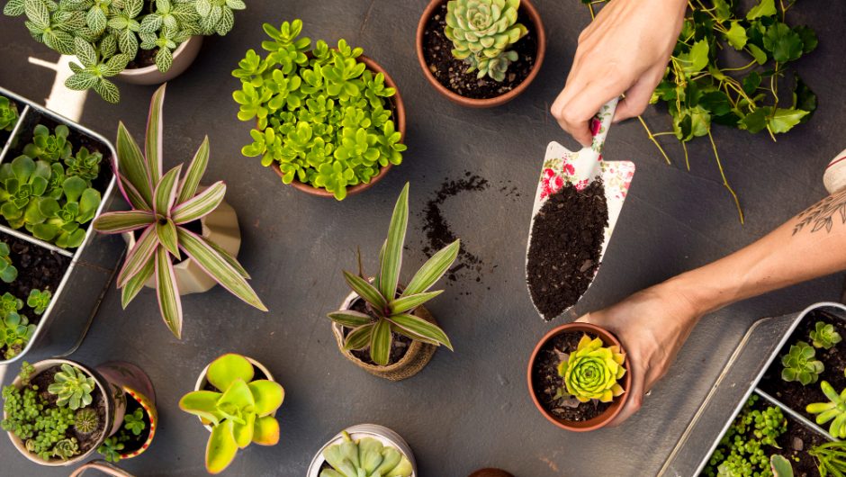 10 plante de interior pentru începători și cum să le îngrijești