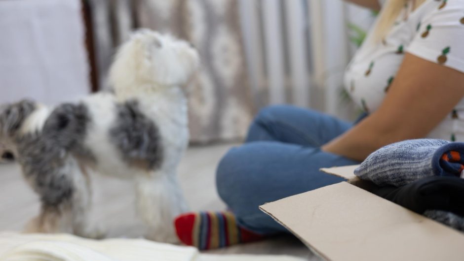 Ghidul complet pentru adopția unui animal de companie