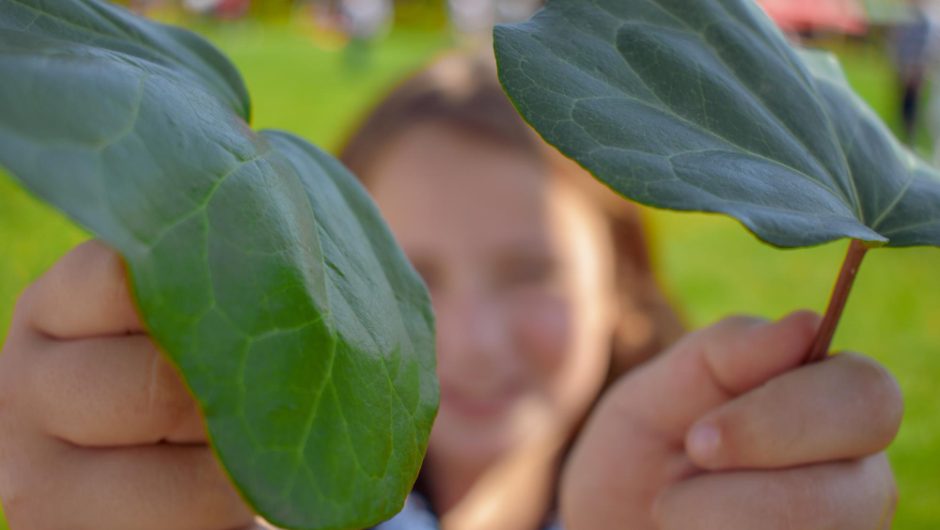 Rucola: Frunza verde care stimulează imunitatea și digestia