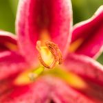 Fotografie macro în parcul de lângă bloc