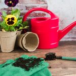 5 plante care pot adăuga un strop de culoare în grădina ta pe timp de iarnă